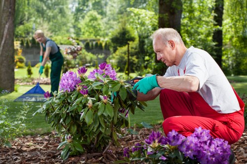 Aftercare advice for a newly laid turf lawn in Cranford